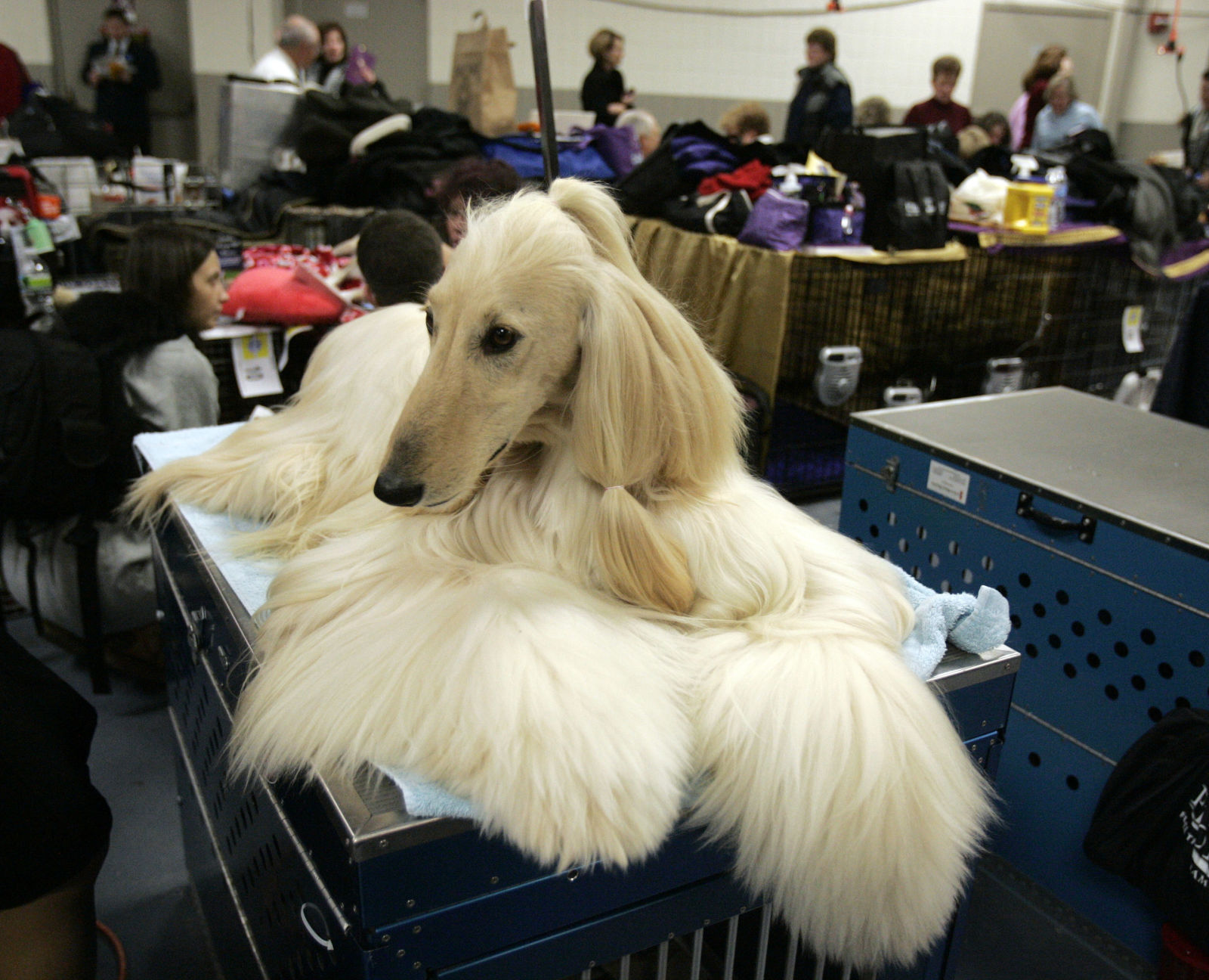 Westminster Dog Show